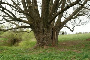 Dzenīšu vītols 2008. gadā