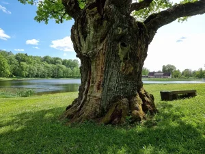 Jaunpils ozols, 2023. gada maijs