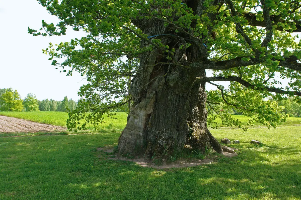 Kaives ozols - lielākais koks Latvijā, apkārtmērs 10,55 m