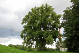 Lucavsalas liepa, 2016. gada augusts