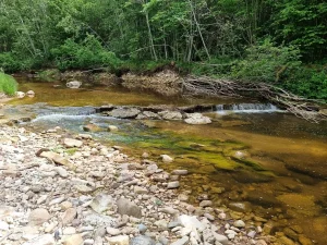 Billes krāce, 2024. gada jūnijs