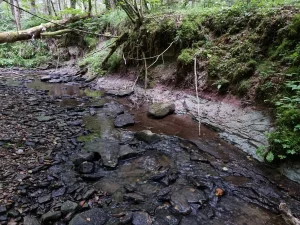 Narvas svītas atsegumi Pitragupes krastos un gultnē lejpus Zviedrgrāvim un pirms senā ceļa tiltiņa. 2024. gada jūlijs.