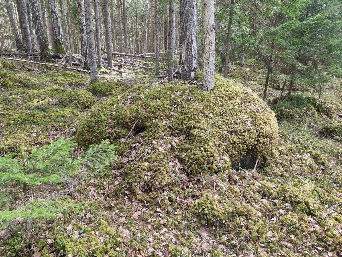 Nablānīškalva. 2025. gada aprīlis.
