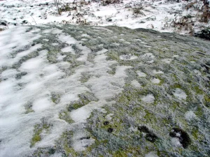 Elekšu bedrīšakmens, bedrītes tuvplānā. 2003. gada janvāris.