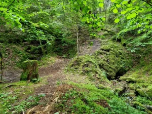 Dukuļu avoti, kopskats. 2025. gada jūnijs.