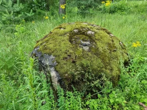 Bērzu bļodakmens. 2025. gada jūlijs.