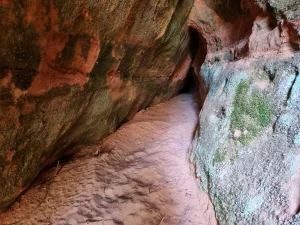 Skaņākalna Sausā ala. 2025. gada jūnijs.