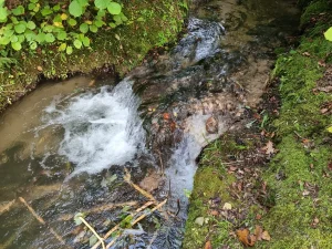 Dzirnupes avotkaļķu krāce. 2025. gada septembris.