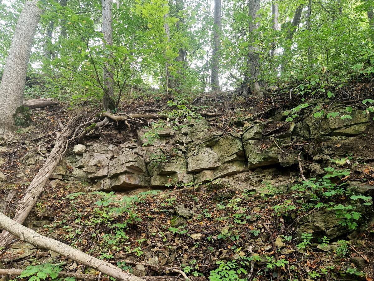 Cepļa dolomīta atsegums, atseguma vidusdaļa. 2025. gada septembris.