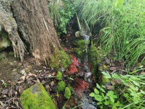 Kraukļakmens avots. 2025. gada septembris.