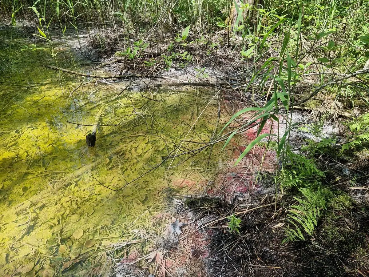 Sēravots austrumos no Bertrāma avota. 2025. gada jūnijs.