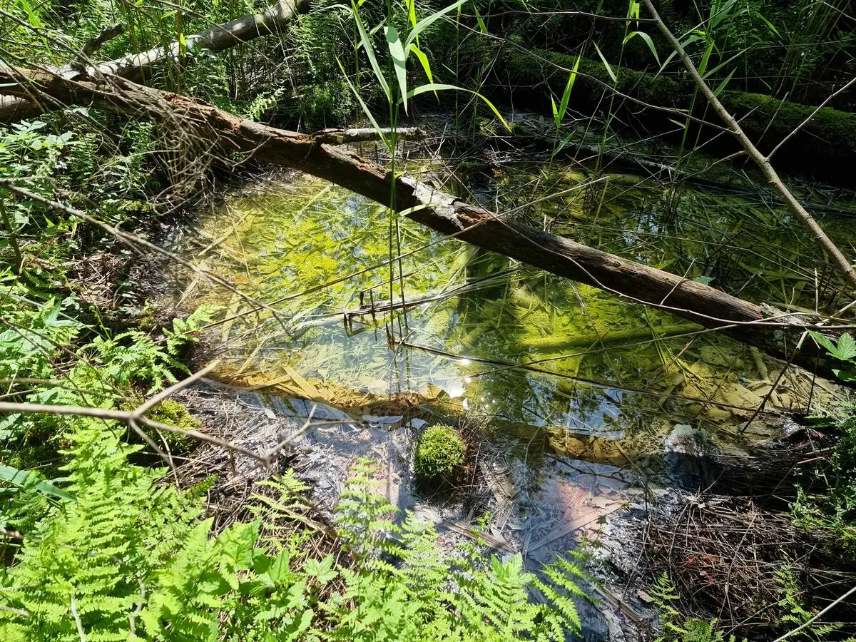 Sēravots austrumos no Bertrāma avota. 2025. gada jūnijs.