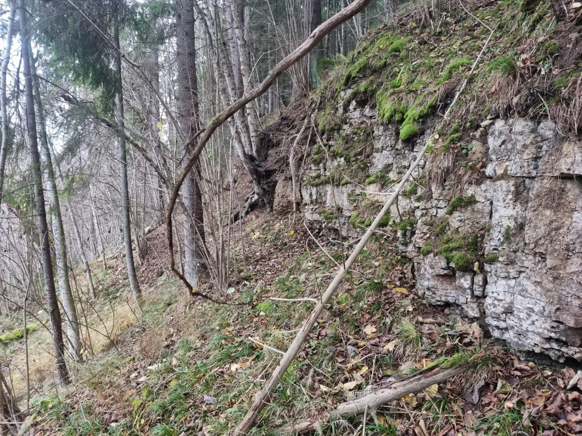 Dambja ieža sākums. 2025. gada novembris.