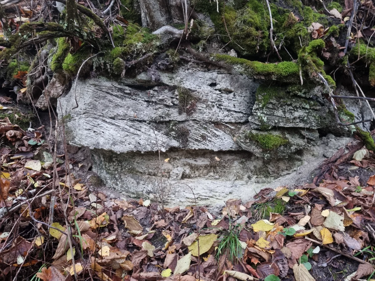 Dambja iezis, apakšējie dolomītsmilšakmens slāņi. 2025. gada novembris.