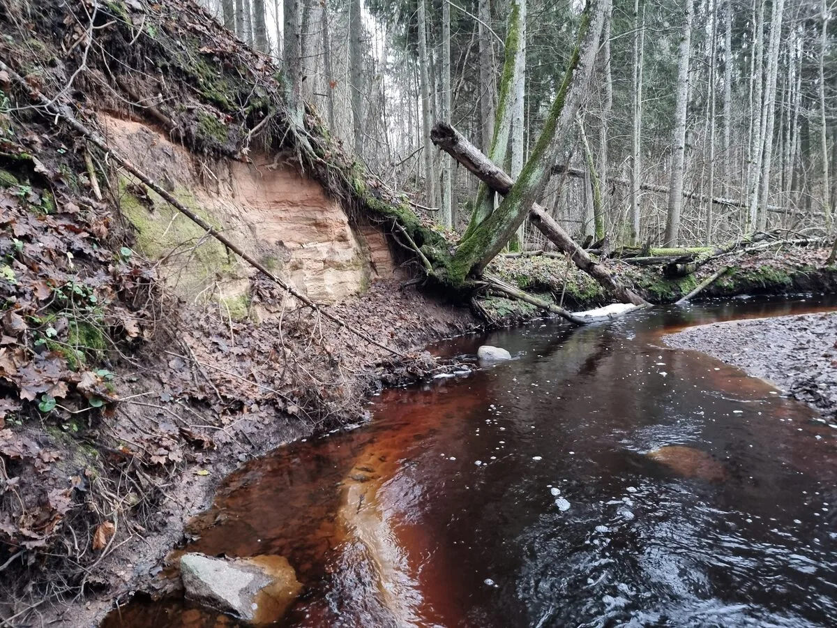 Viens no pirmajiem Gurovas atsegumiem, atrodas kreisajā krastā, ap 2,5 m augsts. 2025. gada novembris.