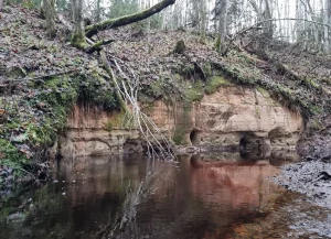 Gurovas atsegums upītes labajā krastā, ap 3-3,5 m augsts. 2025. gada novembris.