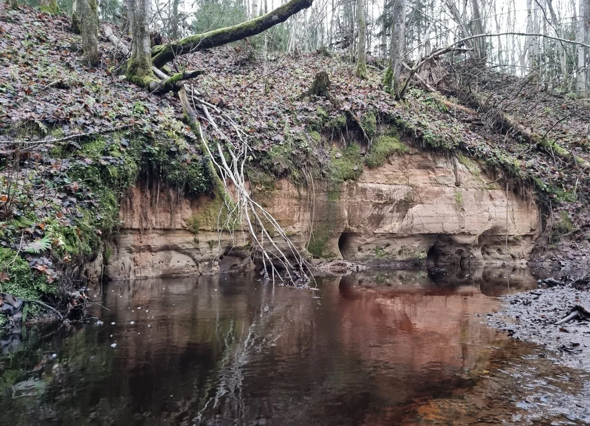 Gurovas atsegums upītes labajā krastā, ap 3-3,5 m augsts. 2025. gada novembris.