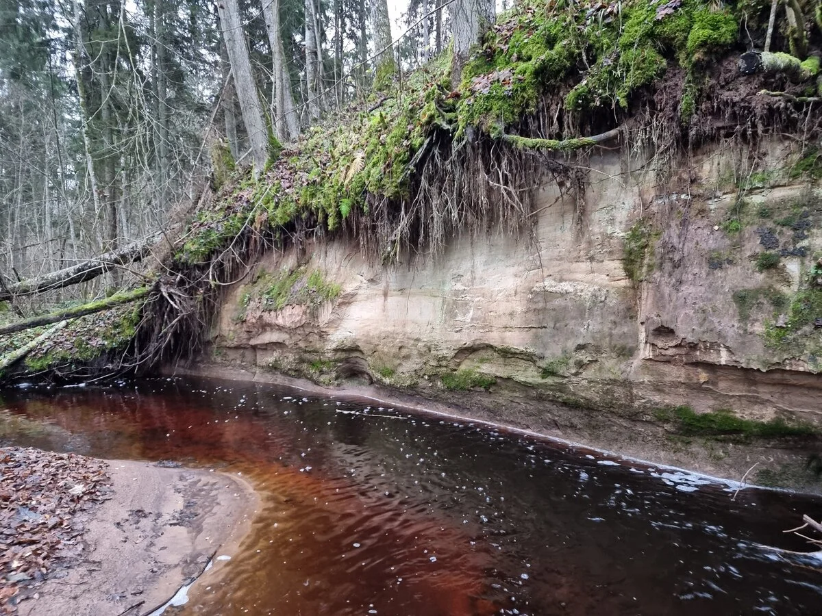 Ap 2,5 m augsts atsegums Gurovas labajā krastā. 2025. gada novembris.