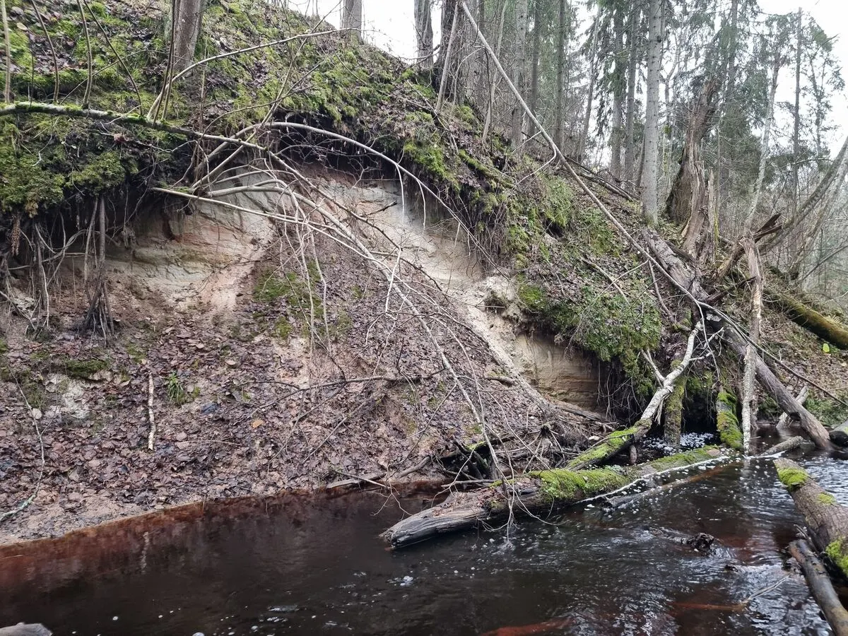 Viens no Gurovas atsegumiem upītes labajā krastā. Šīs klints augstums sasniedz 4 metrus - augstākā no Gurovas klintīm. 2025. gada novembris.