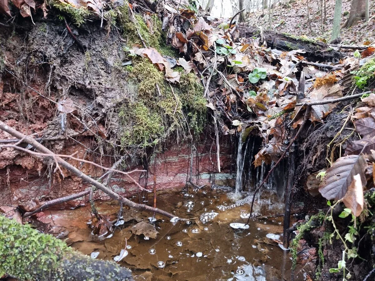 Maza krācīte Gurovas sāngravā atsegusi krāsainus aleirolītus un mālus. 2025. gada novembris.