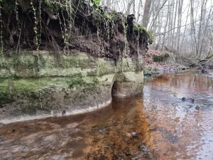 Makšinavas strauta atsegumi. 2025. gada novembris.