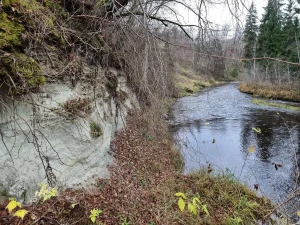 Melturu ieža apakšējā daļa - Amatas svītas dolomītsmilšakmens. 2025. gada novembris.