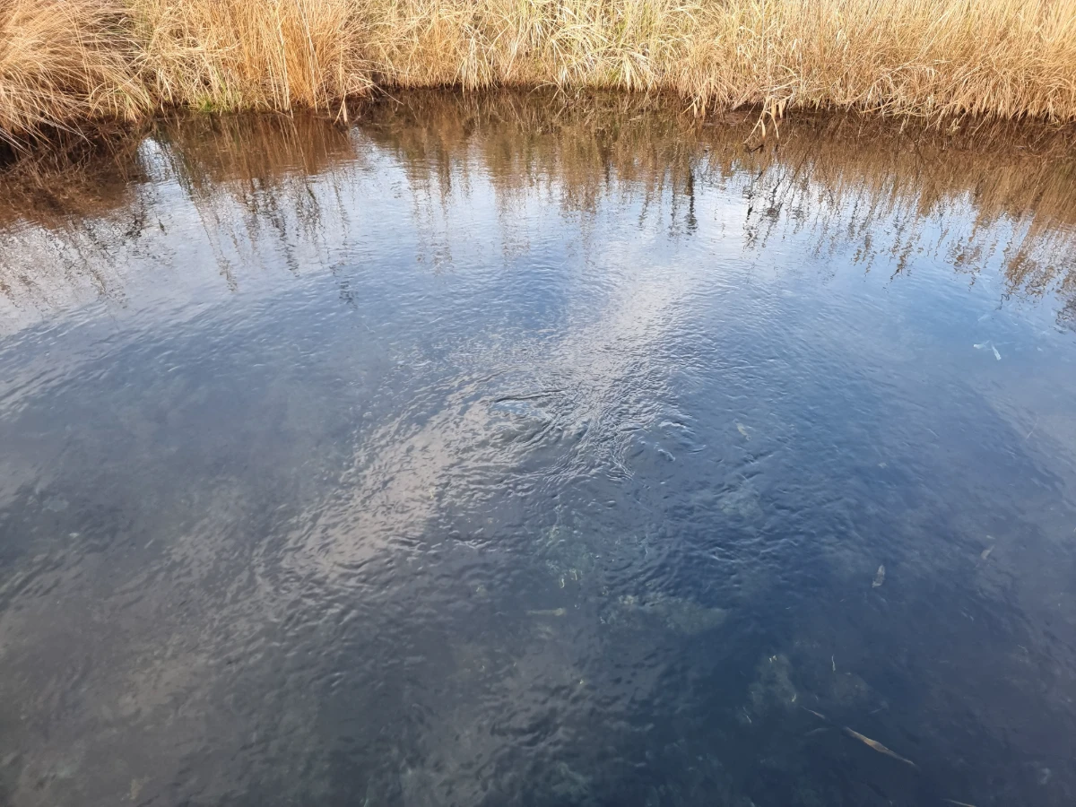 Nīzeres sēravots. 2025. gada novembris.