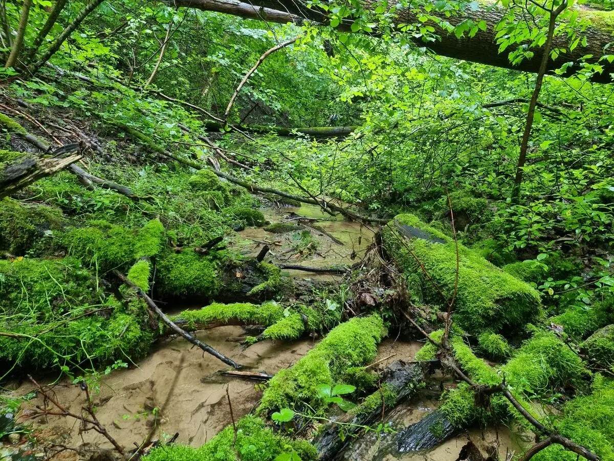 Rītiņu avotu grava. 2025. gada jūlijs.