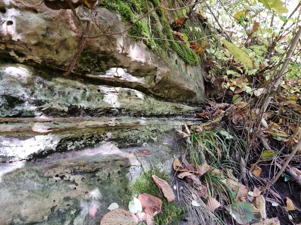 Rukūzes atsegums. 2025. gada oktobris.