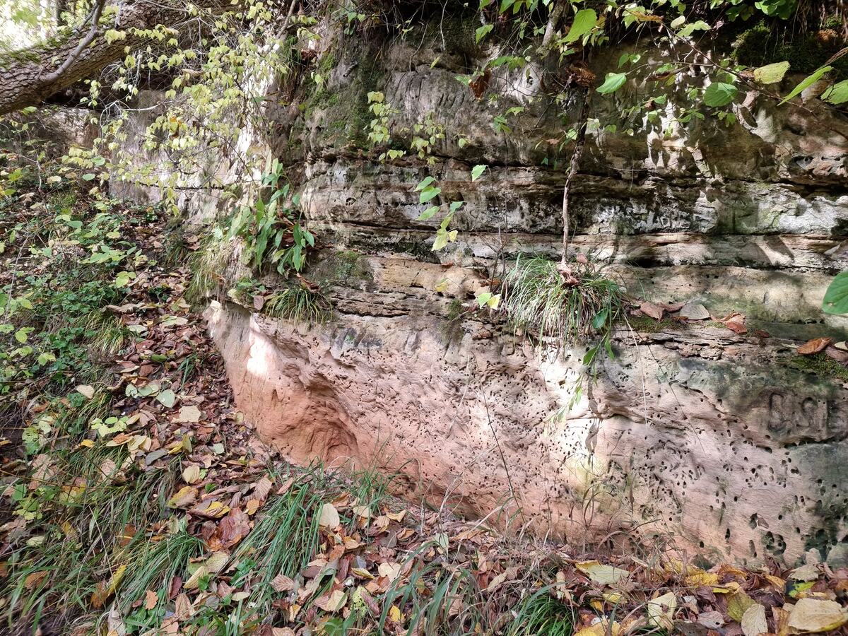 Rukūzes atsegums. 2025. gada oktobris.