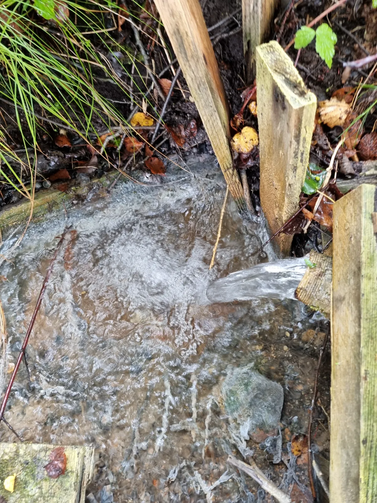 Sēravotu veselības avots. 2025. gada septembris.