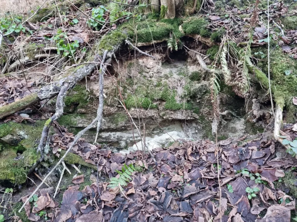 Atsegums pie Terēniem. 2025. gada decembris.