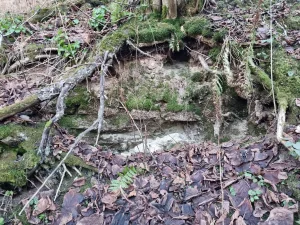 Atsegums pie Terēniem. 2025. gada decembris.