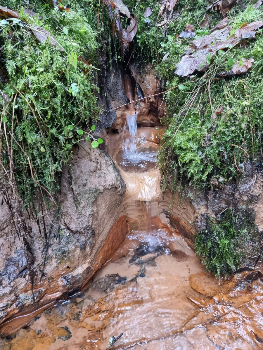 Viens no Simtēnu gravas dzelzsavotiem. 2025. gada novembris.
