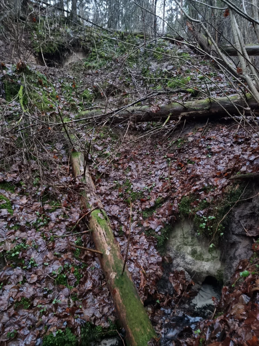 Kužu avots - lejā, pa labi un Kužu ala - augšā, pa kreisi. 2025. gada decembris.