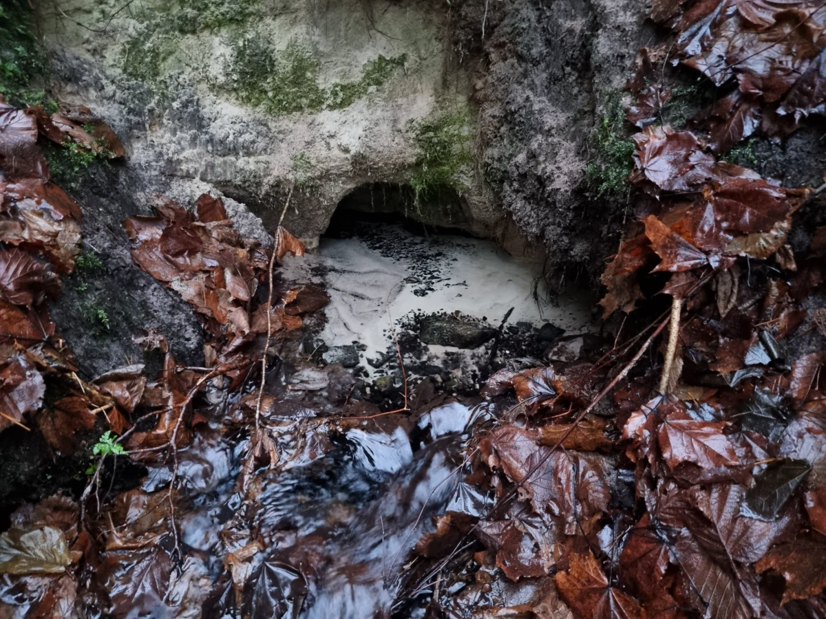 Kužu avots. 2025. gada decembris.