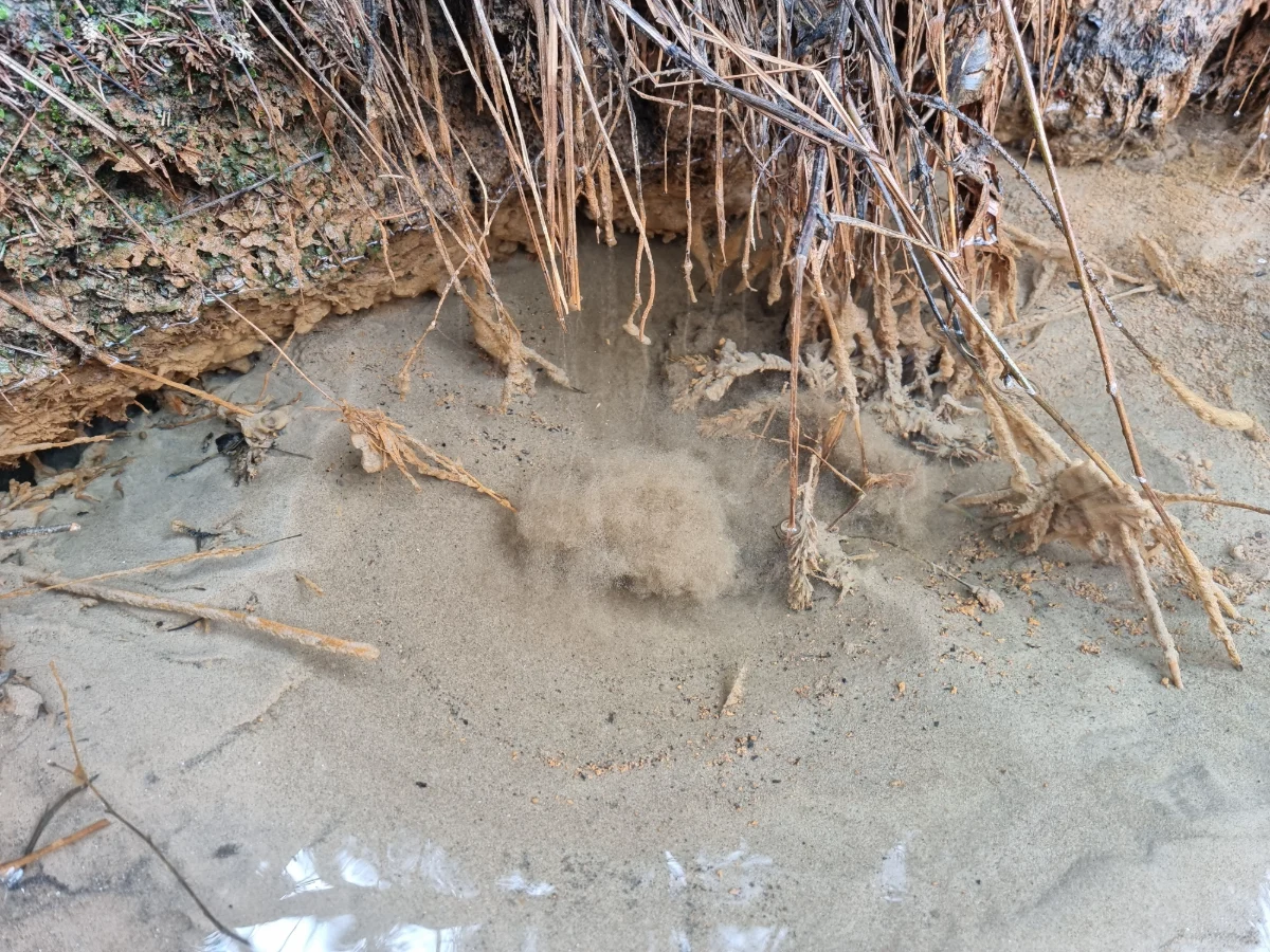 Līņu klinšu avots. 2024. gada aprīlis.