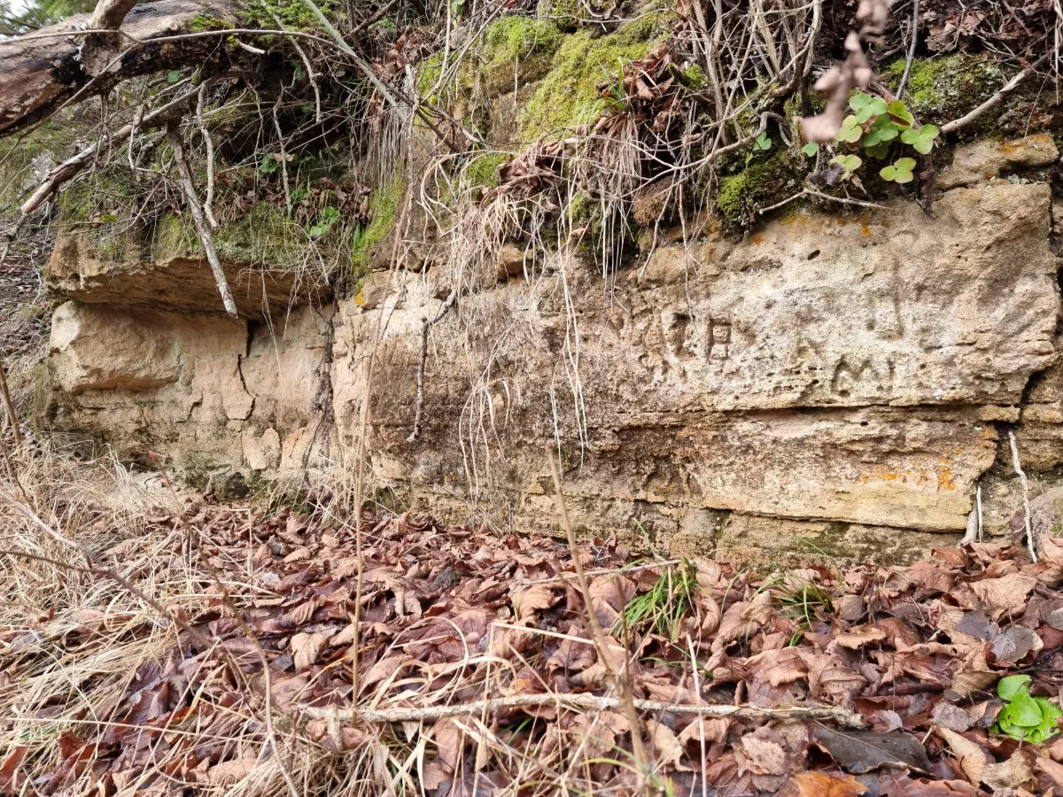 Nāriņas klints Vilces krastā. 2025. gada decembris.