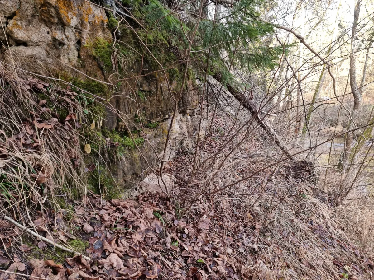 Aizaugusī Nāriņas klints Vilces krastā. 2025. gada decembris.
