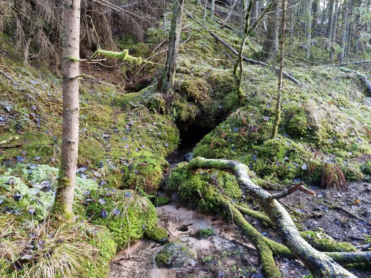 Vāļu Mazā ala. 2025. gada novembris.