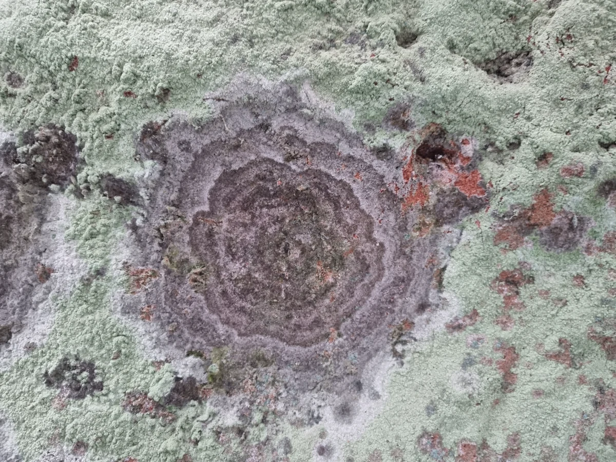 Aņītes Augstais iezis, ķērpis. 2025. gada decembris.