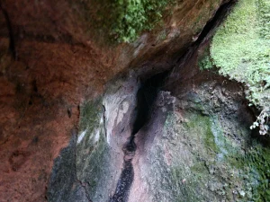 Avots starp Vidējo un Lielo Jaunapsīšu alām - šeit rodas jauna ala. 2025. gada novembris.