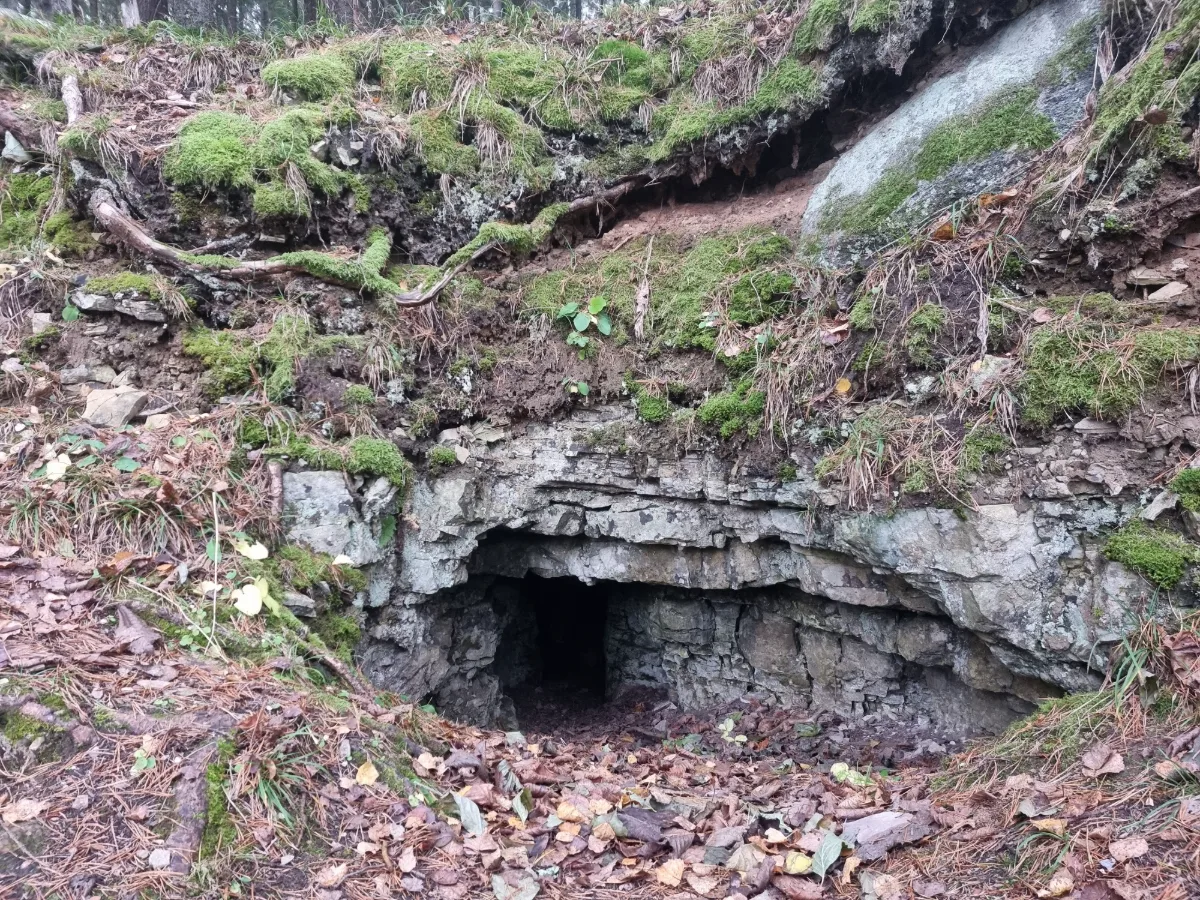 Bruņa ala. 2025. gada novembris.