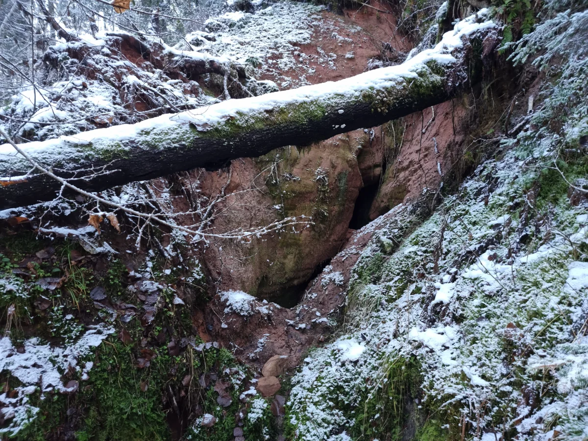 Lielā Jaunapsīšu ala. 2025. gada novembris.