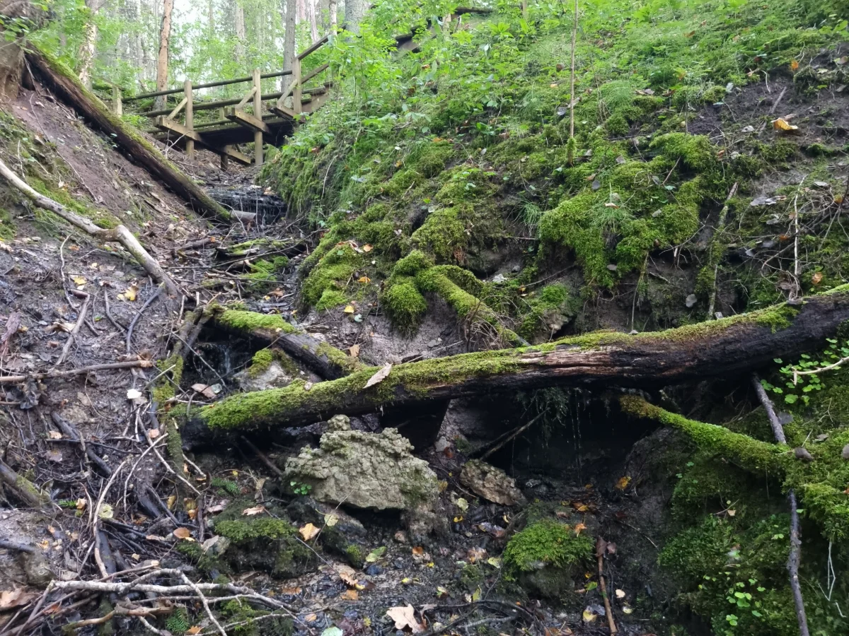 Sūnu avots, avotkaļķa atsegums. 2025. gada septembris.