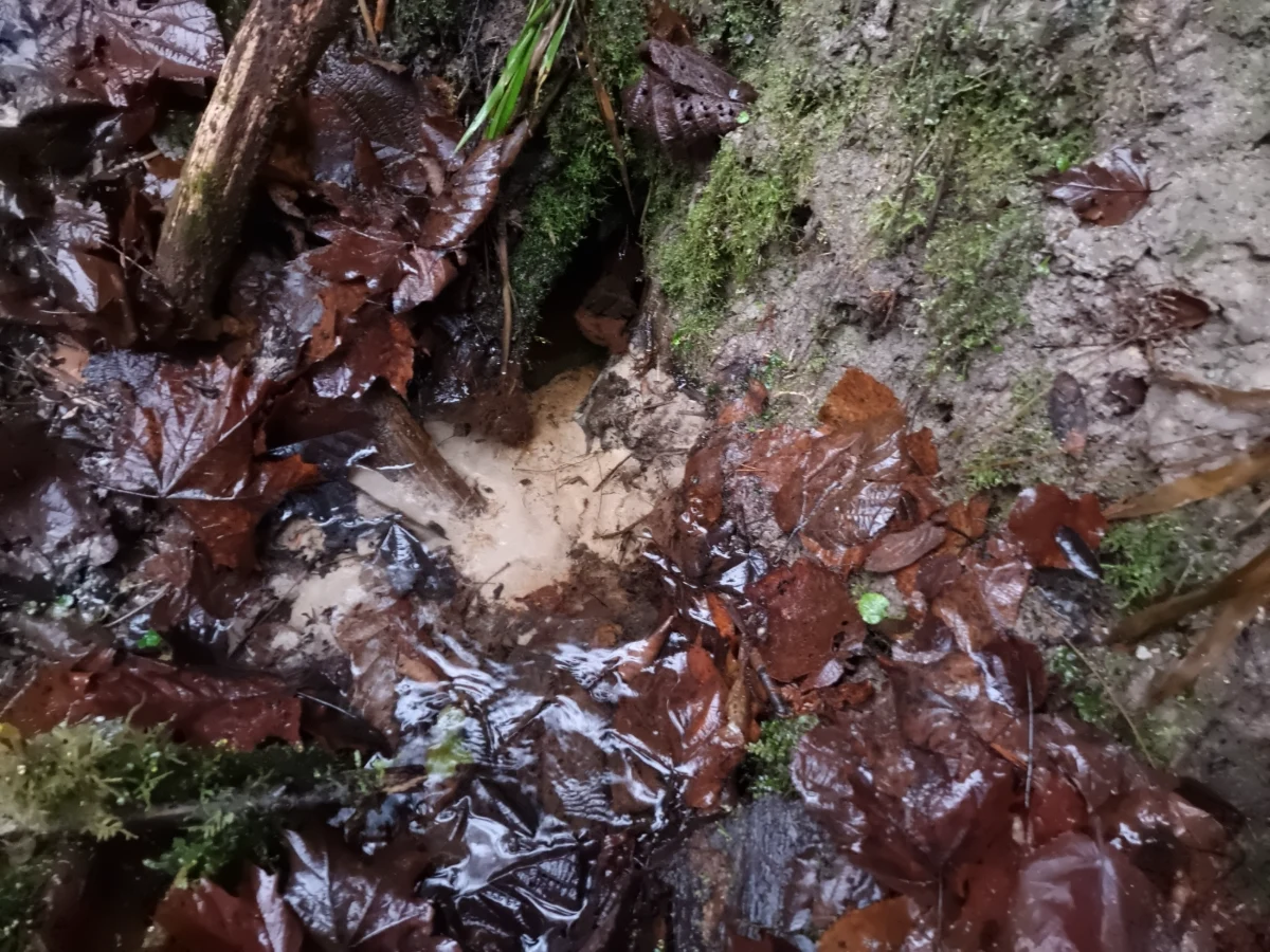 Vaidavas muižas Veselības avots. 2025. gada decembris.