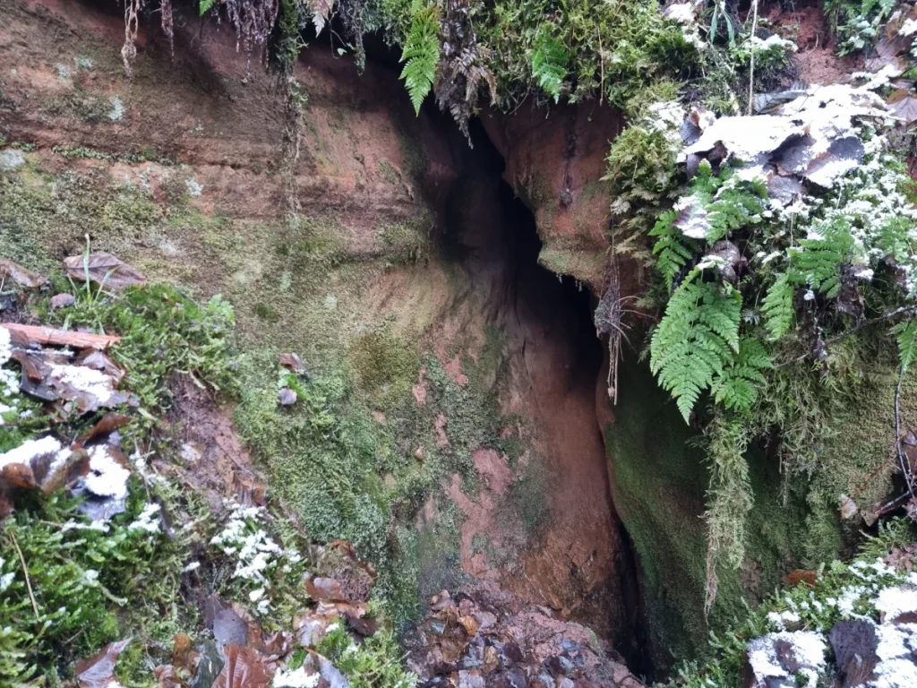 Vidējā Jaunapsīšu ala. 2025. gada novembris.