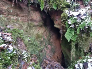 Vidējā Jaunapsīšu ala. 2025. gada novembris.