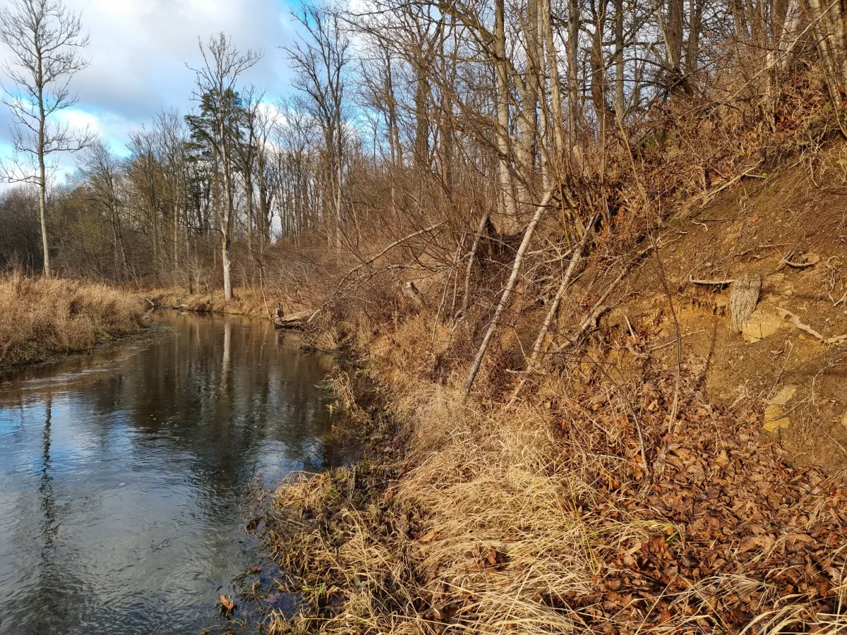 Vilces dzirnavu atsegums. 2025. gada decembris.