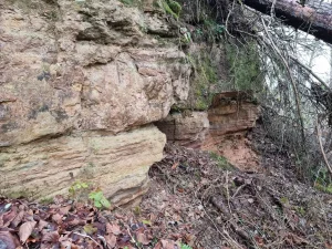 Vilces lielais atsegums. 2025. gada decembris.